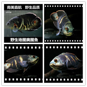 野生地图鱼活体观赏鱼热带凶猛鱼阿拉盖亚七星奥图鱼野图鱼大黄蜂