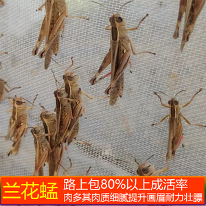 兰花蜢活虫花脚活虫丁蜢活虫虰蜢活虫花腿蚂蚱画眉专用虫全公蚂蚱