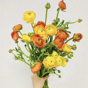 花邑鲜花云南基直发洋牡丹花毛莨花期长水养花束家庭插花杯中速递