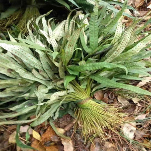 鸭掌草 鸭脚草煲汤 鹅掌金星草七星草干品  250g包邮