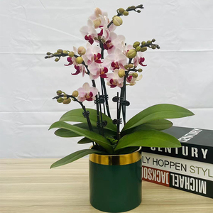 花品汇蝴蝶兰(貂蝉)2.8寸双花剑中小花型盆栽鲜花绿植室内养护