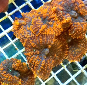 新鲜珊瑚菌2斤老鼠脚扫帚菌野生菌云南菌菇龙爪菇 鲜扫把菌0人付款