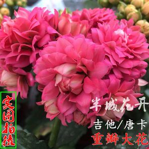 【吉他】重瓣大花长寿花盆栽带花苞稀有品种四季开花卉-唐卡-惊艳
