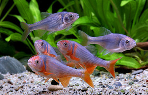 彩虹精灵鱼卢伦真小鲤北美原生冷水鱼 群游鱼 观赏鱼淡水