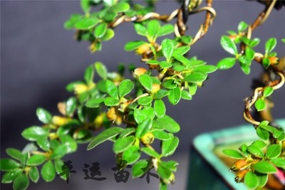 荀子盆景小叶珍珠荀子素材苗微型室d内盆景树桩平枝荀子微盆景植