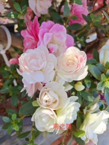 鹃之舞日本杜鹃稀有品种多色