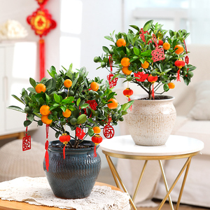 四季桔盆栽带果室内年桔盆景客厅招财果小橘桔子结果四季常青植物