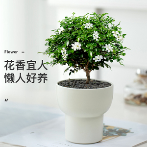 达摩九里香盆栽驱蚊植物客厅浓香开花卉盆景桌面办公室内四季绿植