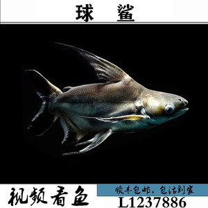 短身球鲨黑耳劳伦迪鲨白子球鲨鲨大型巡游鱼淡水观赏鱼龙鱼配鱼
