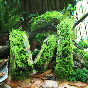 创意苔藓树皮摆件手工园林装饰青苔造布景橱窗热带雨林植物角设计