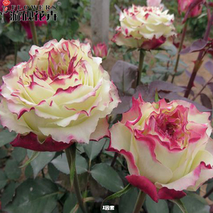 漩砚花卉月季 x因素 阳台盆栽绿植多季开花庭院地栽玫瑰扦插花苗