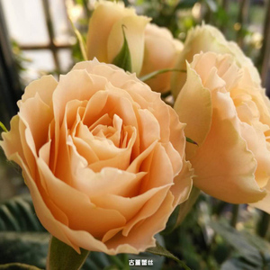 古董蕾丝月季四季开花欧月切花庭院大花月季盆栽花卉阳台漩砚花卉