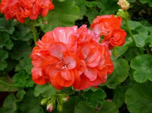 英格丽德直立天竺葵多美丽花卉天竺葵花苗盆栽花卉植物