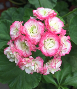 直立天日本苹果碗多美丽花卉天竺葵花苗盆栽花卉植物