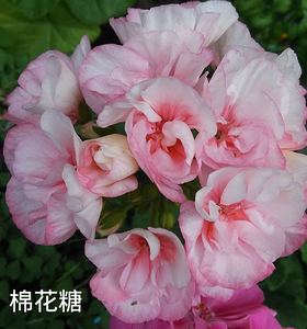 多美丽花卉天竺葵花苗盆栽花卉植物直立天竺葵棉花糖