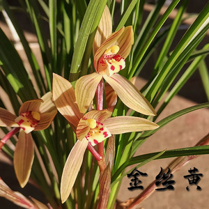 金丝黄莲瓣兰剑川黄兰花云南原生老种名贵室内盆栽绿植花卉浓香