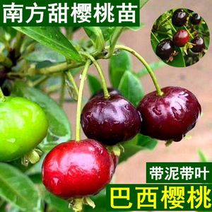 巴西樱桃苗