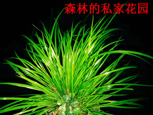 云南鸡香草 香菖蒲 香料草 附生植物 雨林缸造景素材 小盆栽露养