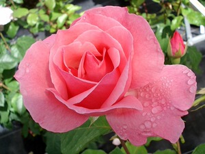 王妃花社 月季伊丽莎白女王 (queen elizabeth)经典大花直立抗病