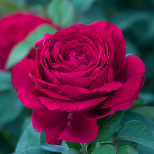 王妃花社 月季 风中玫瑰 (rose des 4 vents) 法 灌木多季香大花