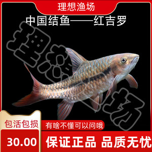 红吉罗吉罗鱼活体中国结鱼原生冷水观赏鱼溪流大型鱼蓝吉罗金吉罗