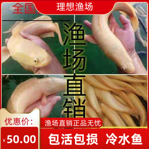 黄金黑鱼活体鱼苗黄化乌鳢白化雷龙观赏鱼原生鱼肉食猛鱼冷水黑鱼