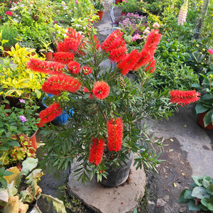 新品红千层大盆带花红刷子金宝树盆栽庭院绿化苗木好养易活包邮