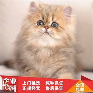 金色金吉拉猫