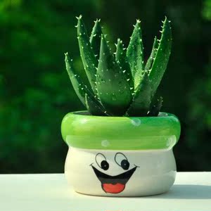 芦荟室内花盆