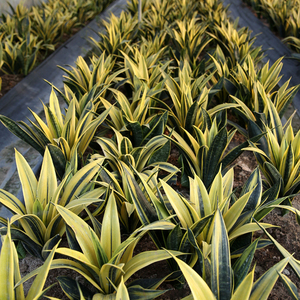 黄金虎皮兰盆栽植物室内吸甲醛净化空气水培绿植白玉大金边虎尾兰