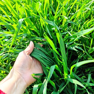 麦青 麦叶 麦苗 青团原料500克的 免费加工