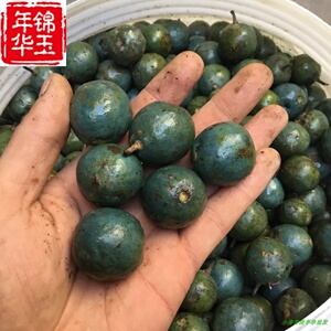 定制不退不换新鲜带皮青皮金刚菩提子手串爆肉双龙原籽四五六瓣