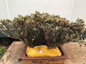 米叶杜鹃