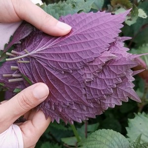 紫苏种子香料调料 背面紫紫叶苏子家庭菜园香料香草菜籽 阳台种菜