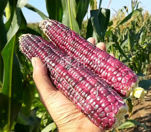 紫黑糯玉米种子非转基因玉米种子紫皮玉米大田种家庭种