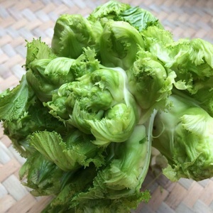 四川儿菜新鲜包邮当季蔬菜现摘5/10斤母子菜娃娃菜大头抱子嫩儿菜