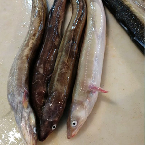 石浦海鲜 东海新鲜星鳗鱼 海鳝鱼 沙鳗  七星鳗  油鳗  海鳗鱼