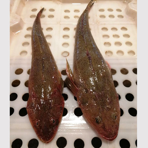 石浦海鲜 新鲜海捕野生牛尾鱼 辫子鱼 肉鲜美刺少 1-2斤/条