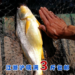 石浦海鲜  东海新鲜圆头黄三鱼 黄姑鱼 高档好鱼  不是经常有