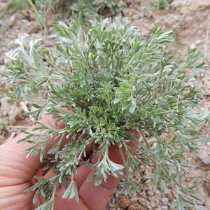 2022年茵陈白蒿苗新鲜正月茵陈三月绵茵陈嫩芽2斤时令野菜