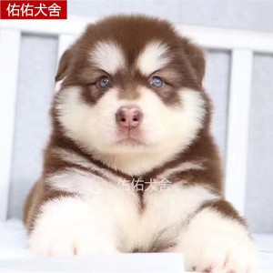 家养纯种阿拉斯加犬幼犬 雪橇犬 巨型大型犬 黑红棕色宠物小狗狗