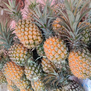 云南黄金大菠萝10斤新鲜当季水果凤梨手撕大波萝现摘徐闻整箱包邮