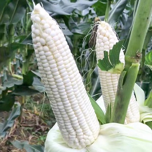 白玉米种子 白甜糯 甜加糯 甜糯可口 正品 新货包邮