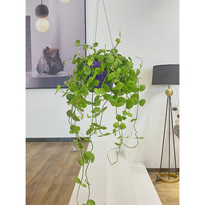 花卉盆栽玉荷包可爬藤垂吊类小绿植室内阳台易好养活植物常年开花