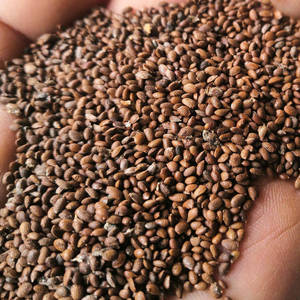 猕猴桃种子猕猴桃树籽嫁接红心猕猴桃徐香楚红猕猴桃奇异果钻木