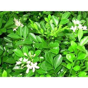 九里香花卉种子