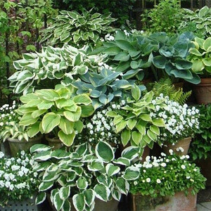 蔓花园 玉簪 庭院观叶植物观赏草花园地栽 组合盆栽