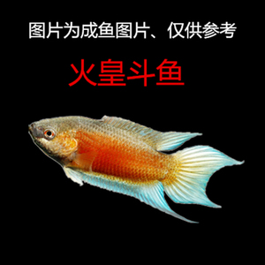 中国斗鱼改良澳洲红火焰斗鱼火皇斗鱼活体活鱼冷水淡水鱼易养耐活
