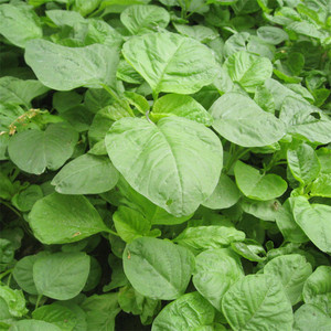 【白圆叶苋菜种子】青香苋玉米菜千菜谷荇菜寒菜汉菜盆栽野菜种子
