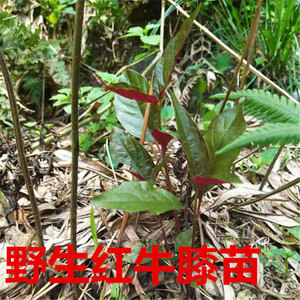 65tb35630544淘宝观赏花卉红牛膝土牛膝苗阳台庭院